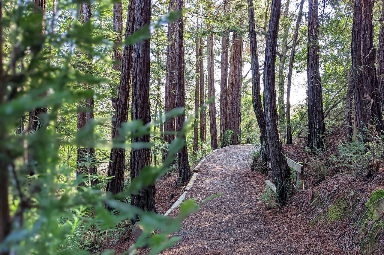 Redwood forest trails near West Atherton, California