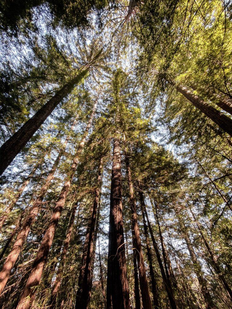 Redwood forest trail in Sanborn County Park near Saratoga
