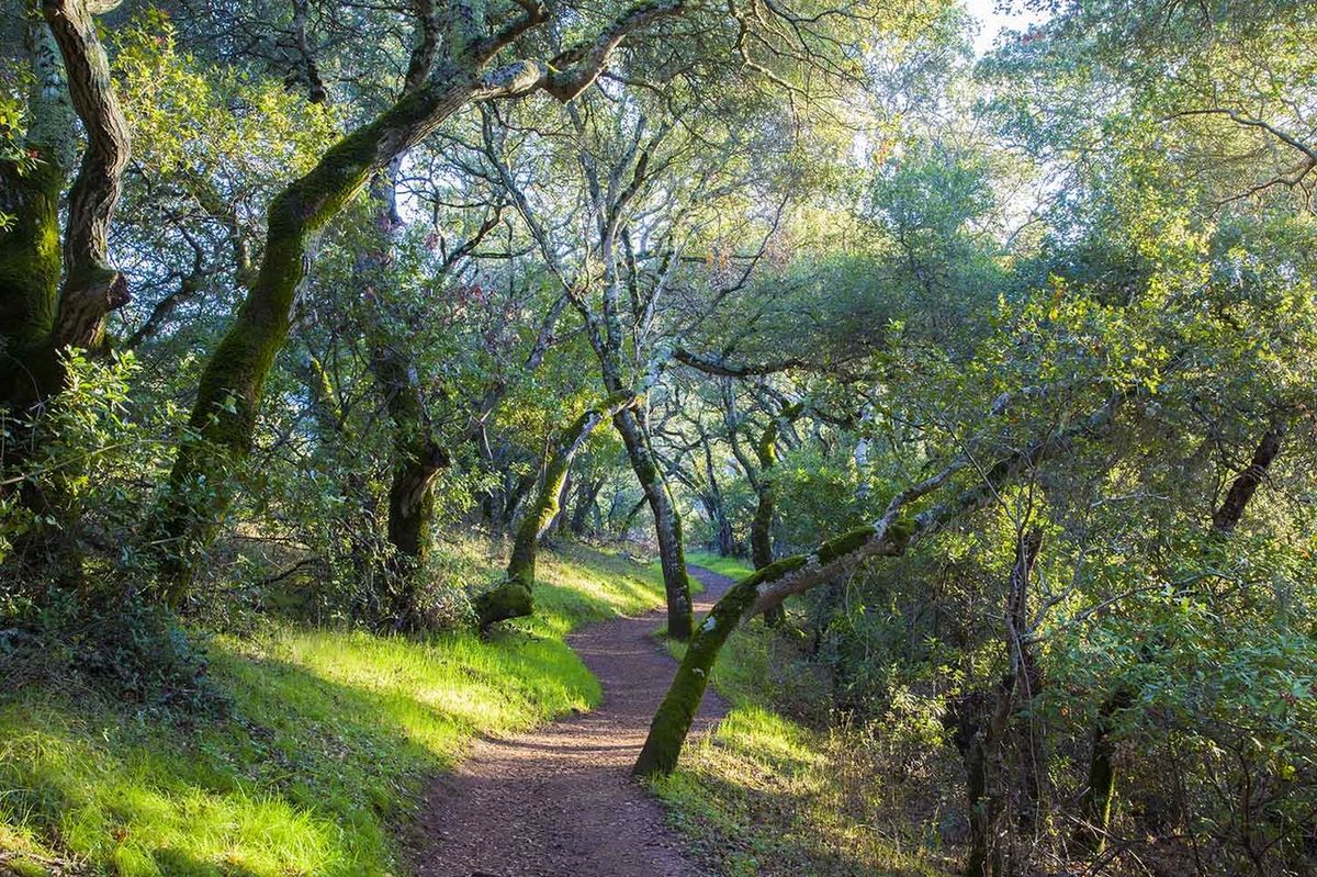 Oak woodland trail near Portola Valley