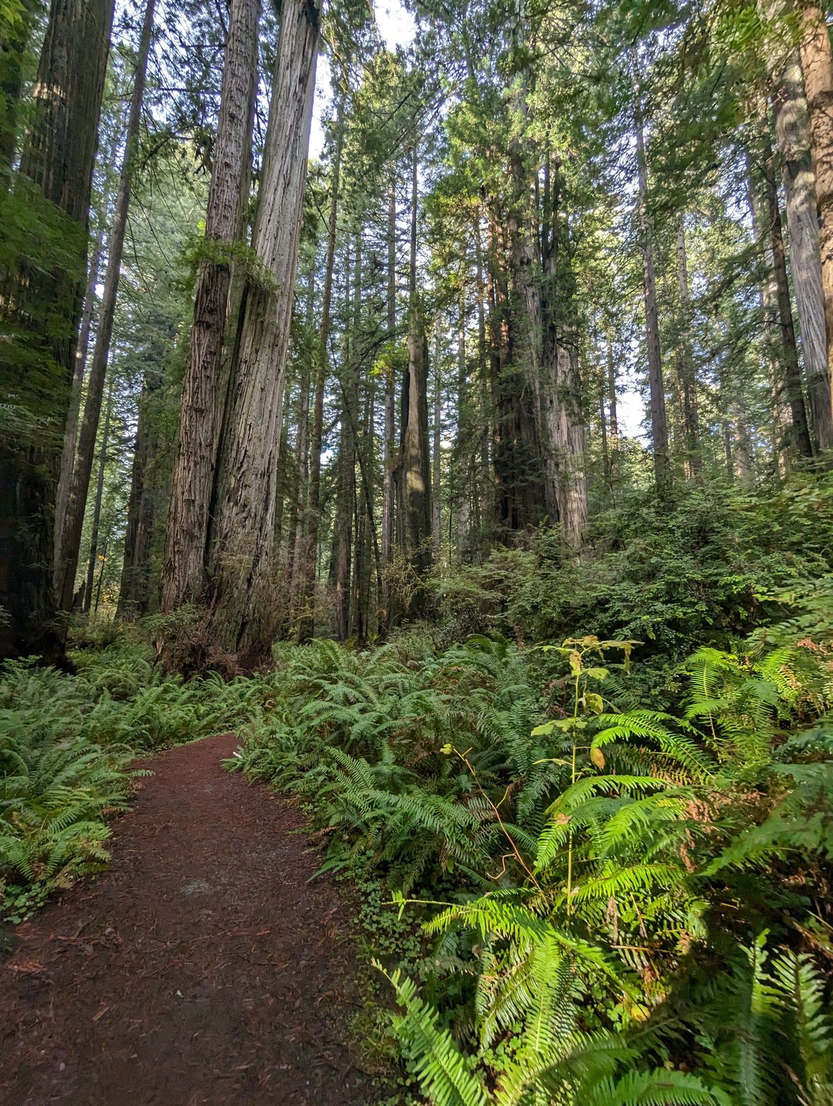 Redwood forest hiking trail near Portola Valley