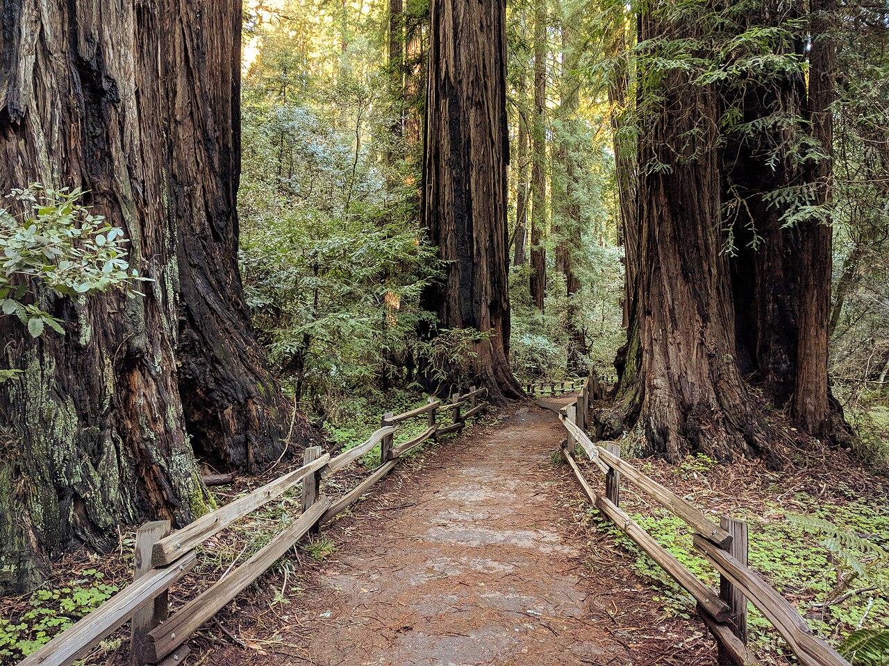 Redwood grove in a Los Altos park