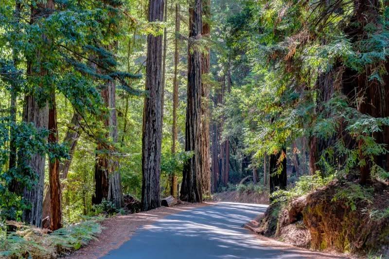 Redwood-lined road near Emerald Hills, typical of nearby preserves