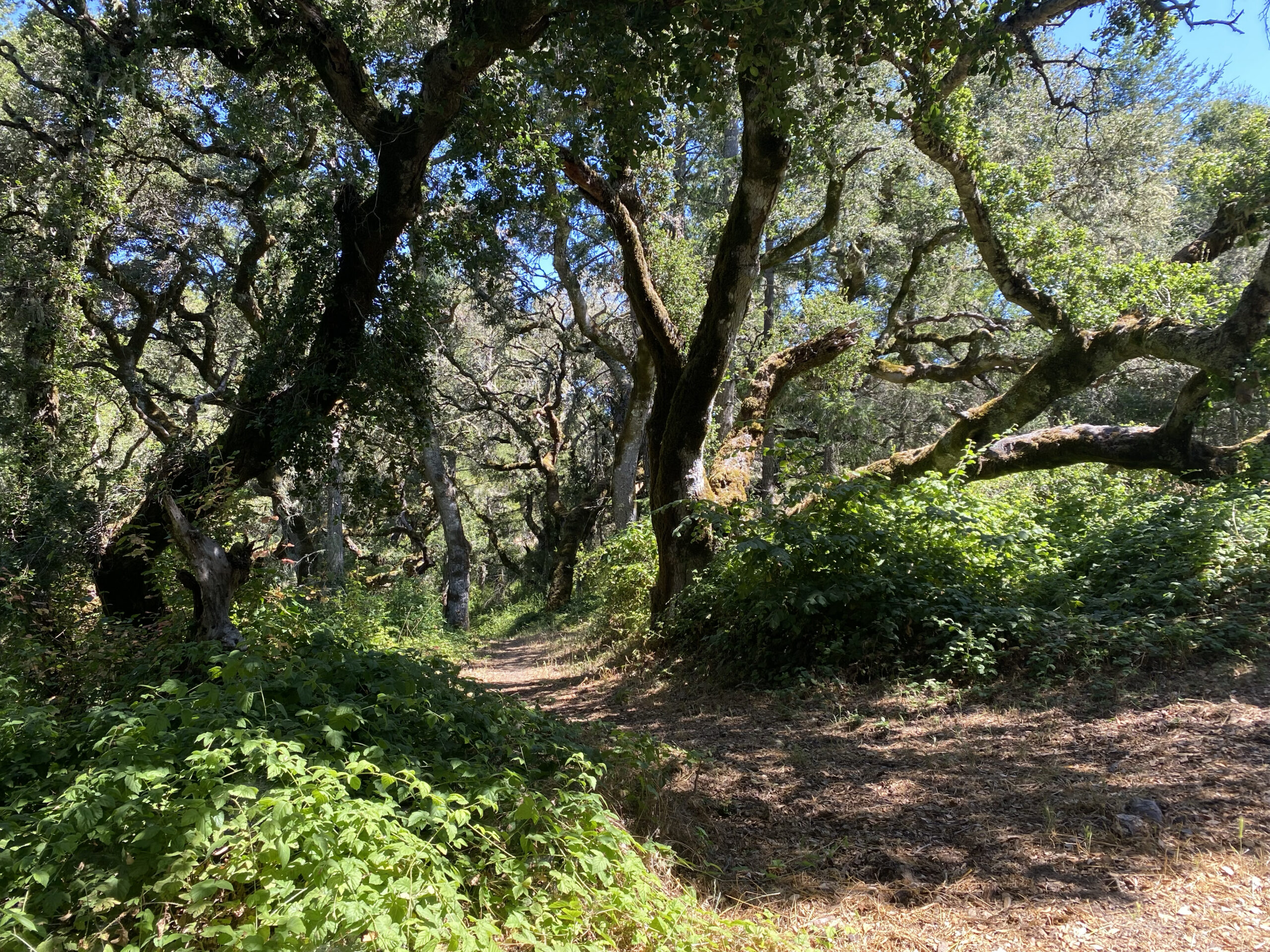 Oak trees on a Bay Area hiking trail