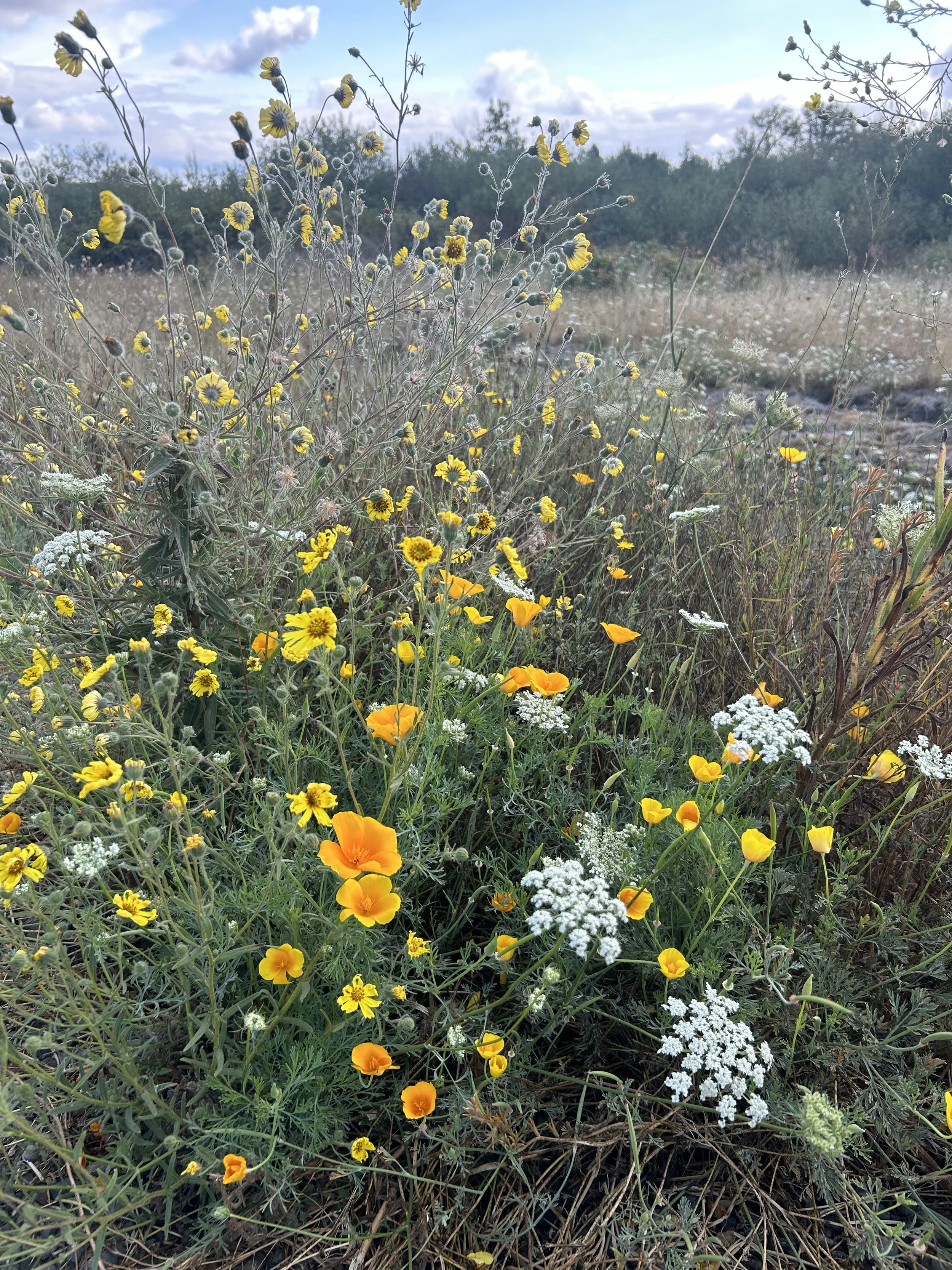 Edgewood Park meadows near Redwood City
