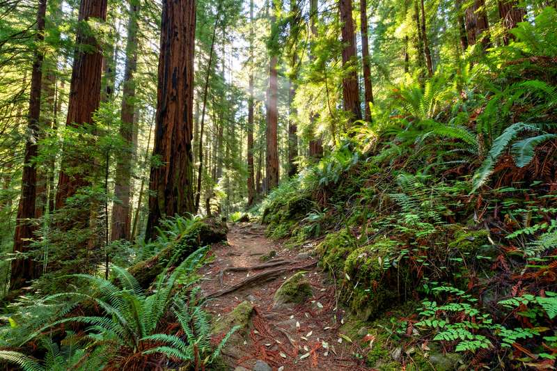 Los Gatos trail and hillside scenery