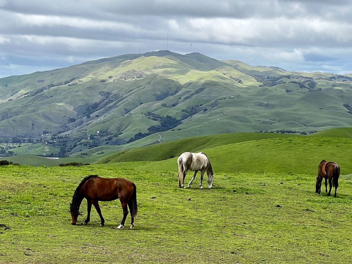 Horses grazing on green hills near Lakeside, Los Altos Hills, California