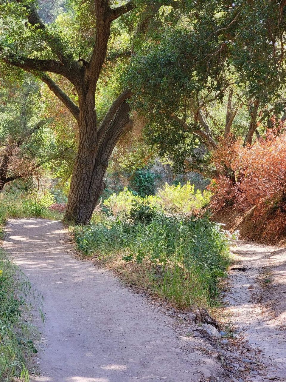 Hiking trail in Belgatos Park, Los Gatos, California