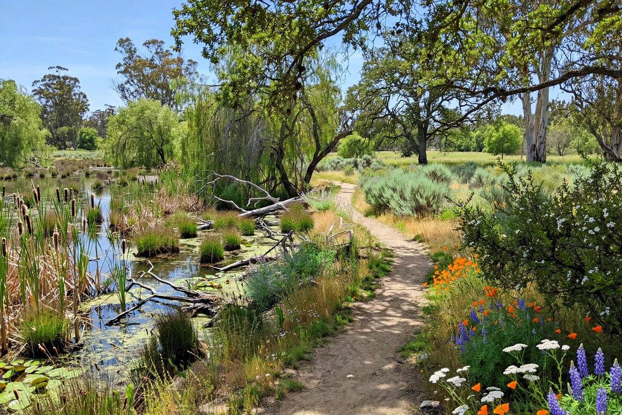 Ulistac Natural Area wetland trails, Santa Clara