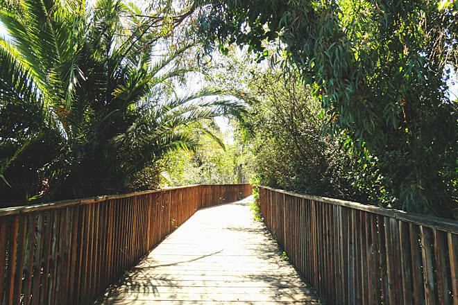 Shaded path along the Los Gatos Creek Trail near the Pruneyard