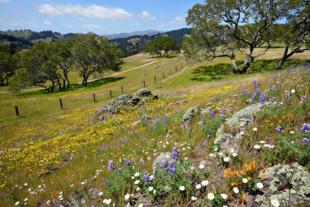 Edgewood Park serpentine grassland with wildflowers, Redwood City California