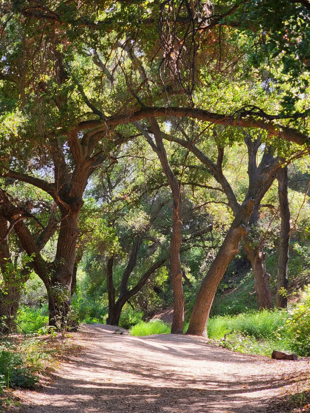 Lake and walking path inside Rinconada Hills, Los Gatos