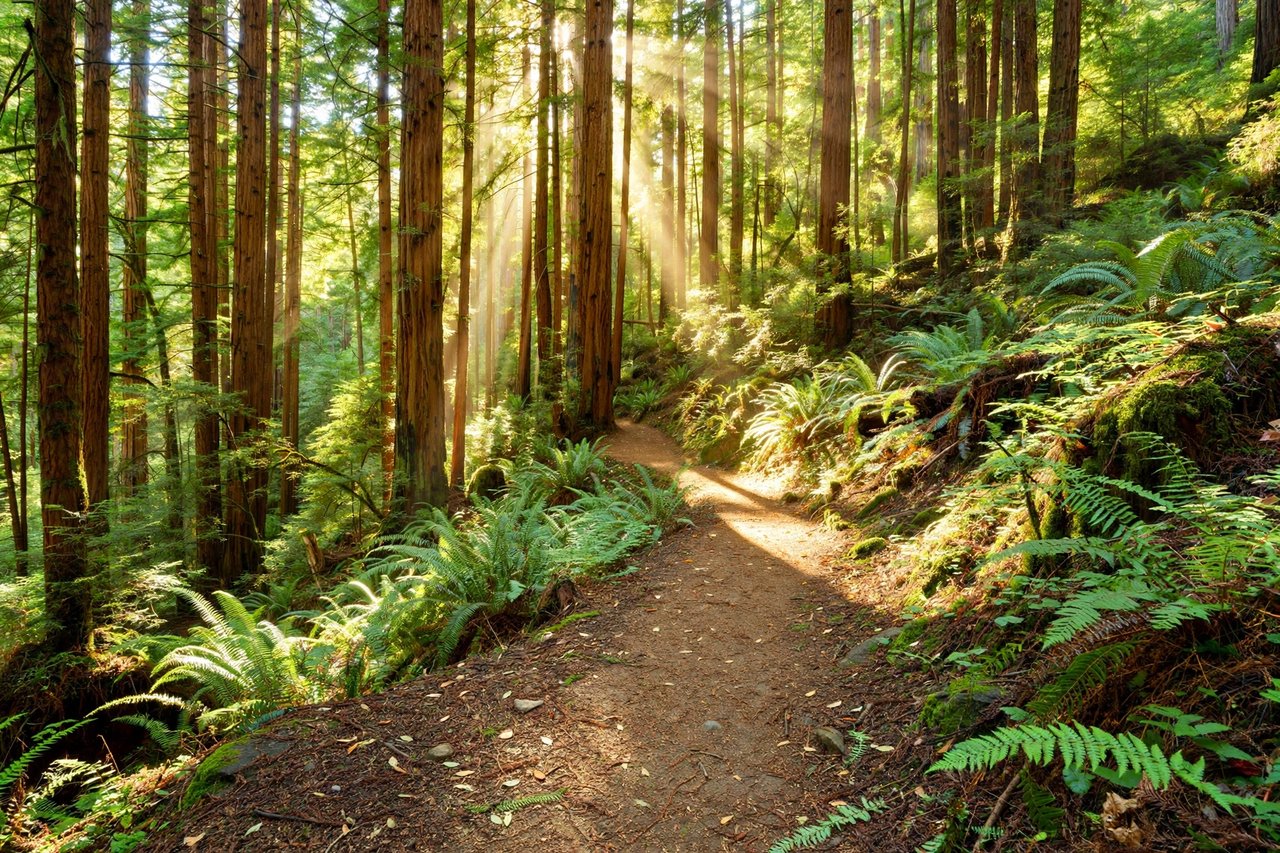 Sanborn County Park redwood forest trail, Saratoga California
