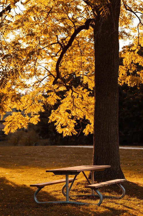 Picnic table under a tree in a South Los Altos park