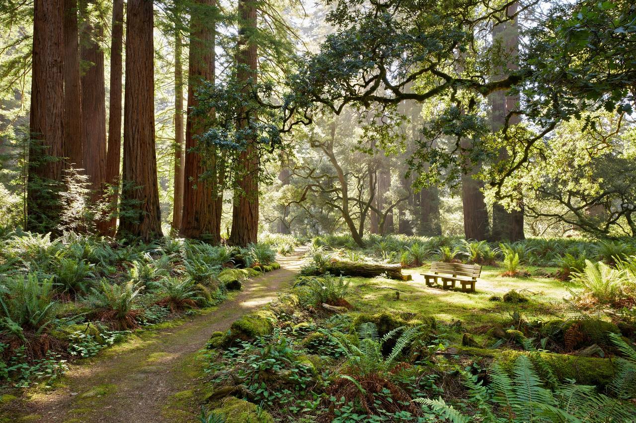 Oak grove park near Stanford Weekend Acres