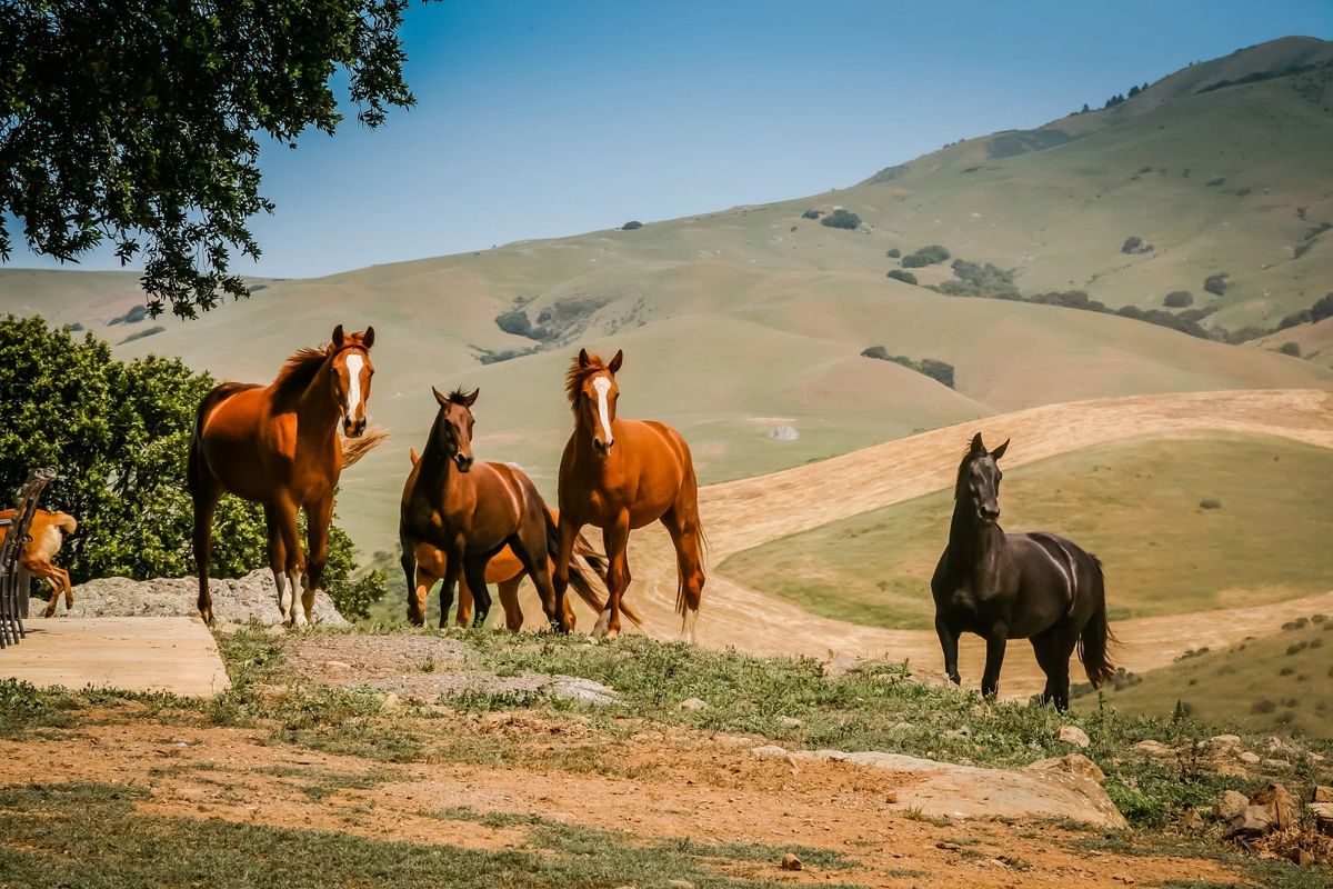 Horses on golden hills near the Foothills, Los Altos Hills