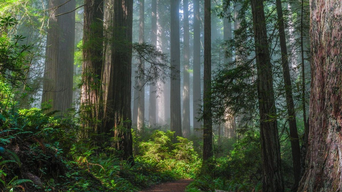 Redwood-lined trail near the Foothills, Los Altos Hills