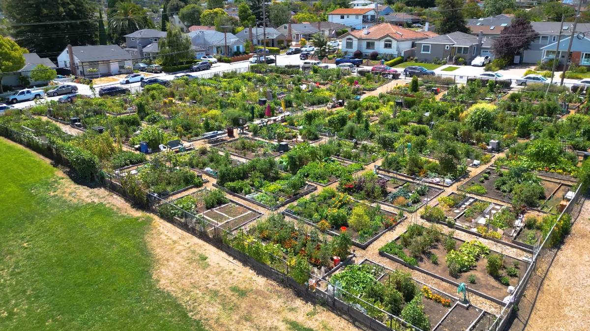 Community garden plots in Sunnyvale