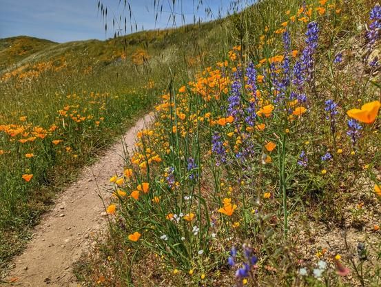 Meadow wildflower trail in the Santa Cruz Mountain foothills