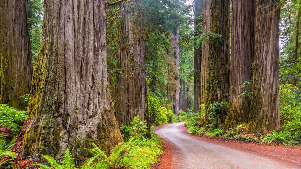 Redwood forest path near Woodside Hills, typical of nearby Huddart Park